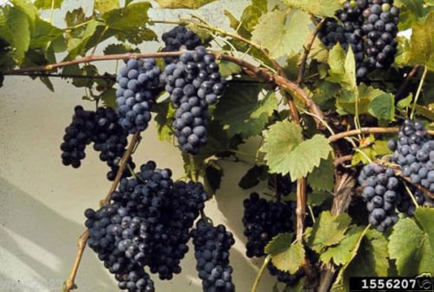 洋書 grape seed1-12 81w9iJU9BeL._UF350,350_QL50_.jpg